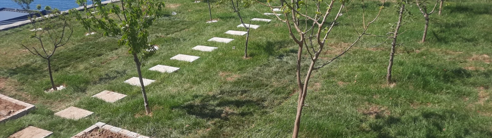 Çimde granit basamak taşı yolu ve yeni dikilmiş ağaçlar